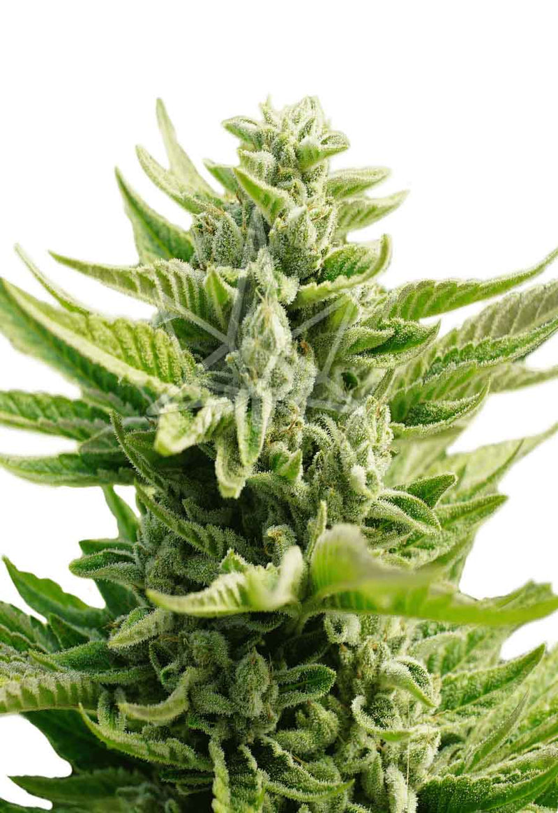 Load image into Gallery viewer, CROP KINGS CB Diesel CBD Feminized seeds
