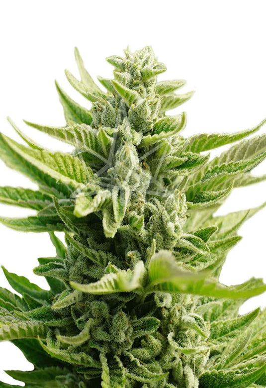 CROP KINGS CB DIESEL MEDICAL SEEDS