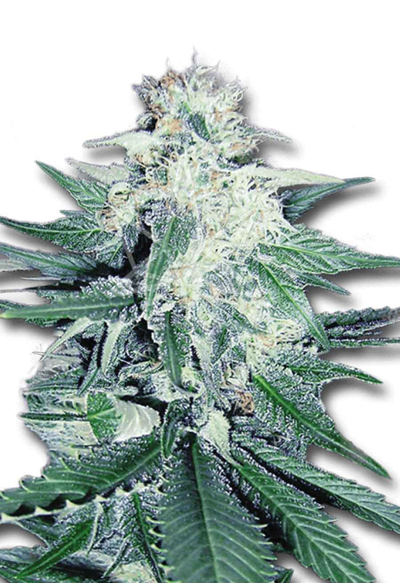 Load image into Gallery viewer, CROP KINGS CB DREAM MEDICAL SEEDS
