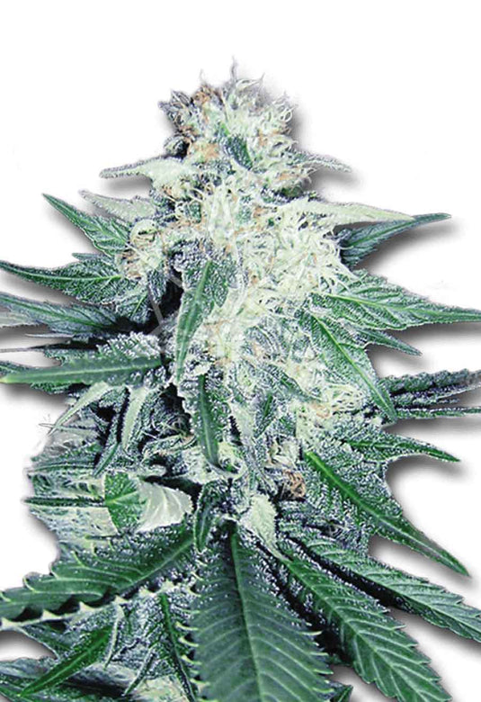 CROP KINGS CB DREAM MEDICAL SEEDS