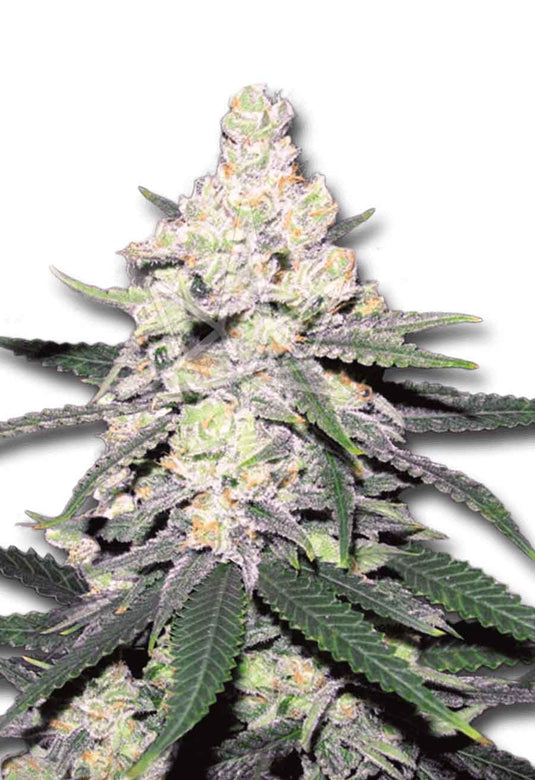 CROP KINGS CB DUTCH MEDICAL SEEDS