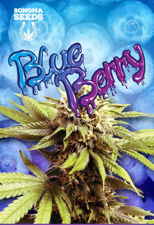 SONOMA FEMINIZED BLUEBERRY OG SEEDS