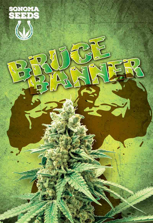 SONOMA FEMINIZED BRUCE BANNER SEEDS