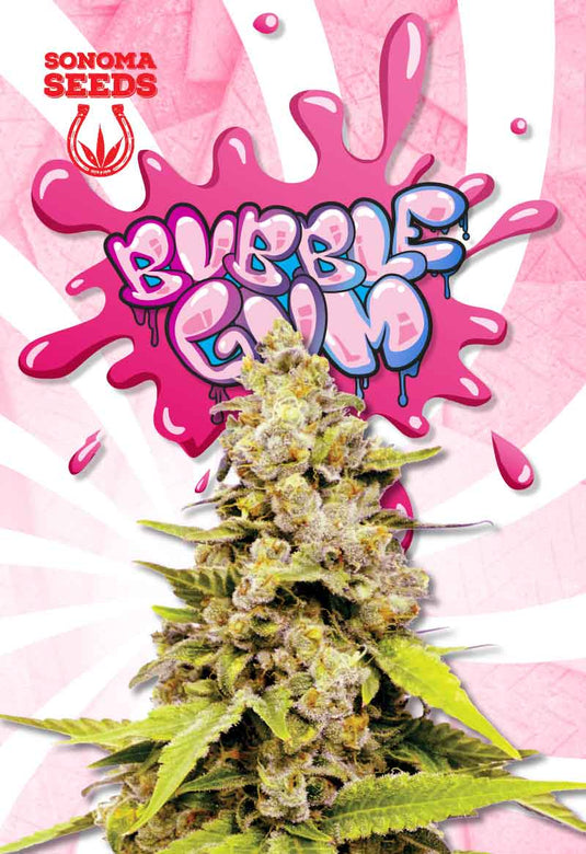 SONOMA FEMINIZED BUBBLEGUM SEEDS