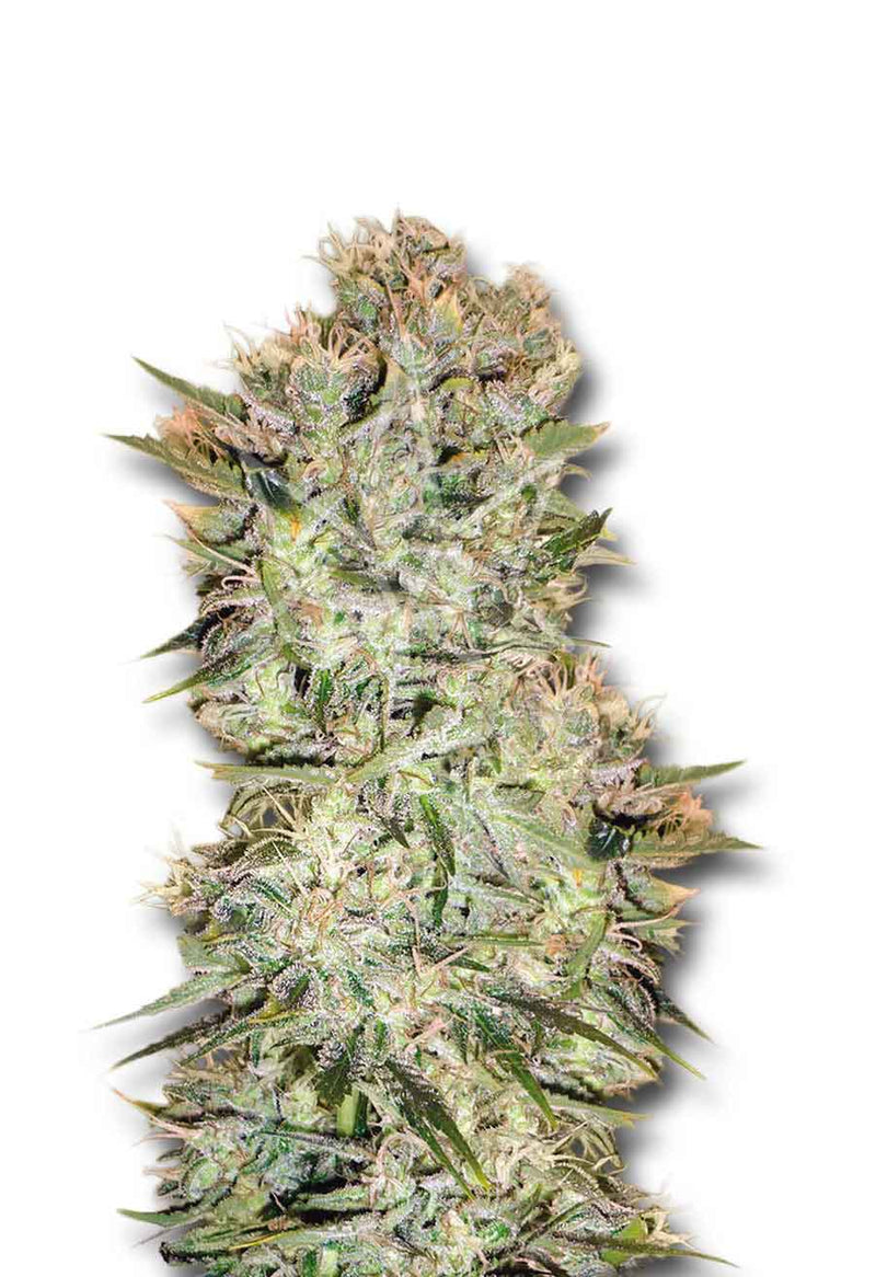 Load image into Gallery viewer, CROP KINGS SKUNK SEEDS
