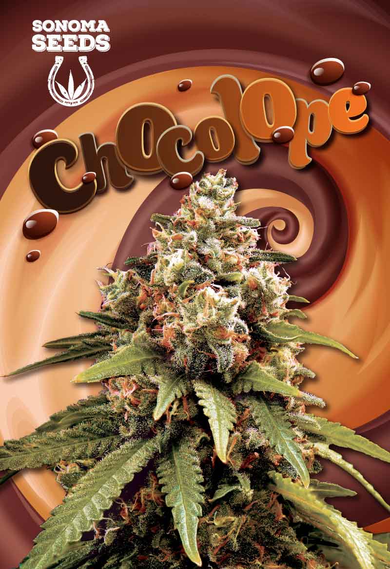 SONOMA FEMINIZED CHOCOLOPE SEEDS