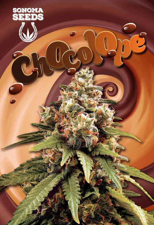 SONOMA FEMINIZED CHOCOLOPE SEEDS