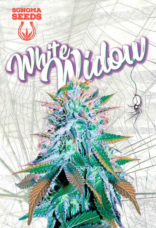 SONOMA FEMINIZED WHITE WIDOW SEEDS