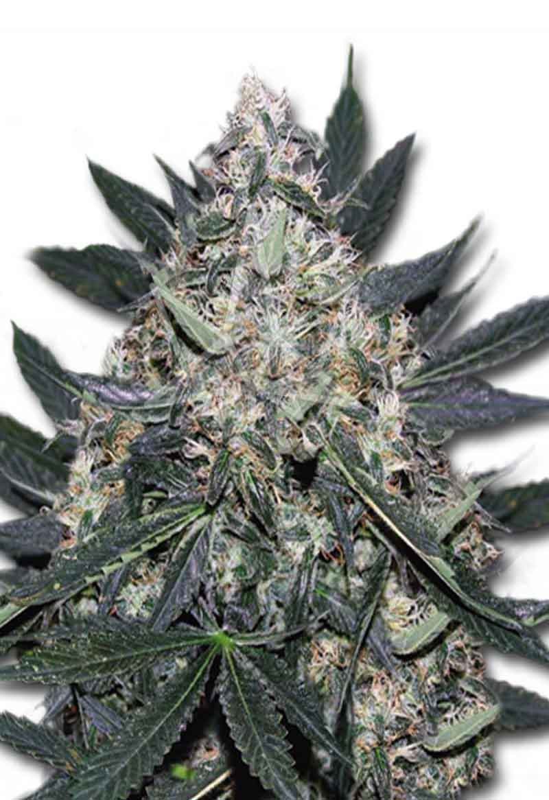 Load image into Gallery viewer, CROP KINGS BLACK INDICA FEMENIZED SEEDS
