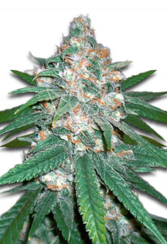 CROP KINGS AFGANI SEEDS