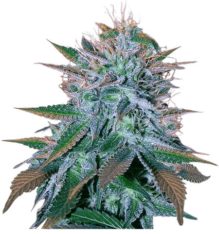 CROP KINGS White Widow Autoflower seeds