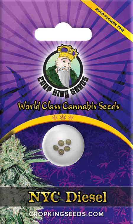 CROP KINGS NYC Diesel Autoflower seeds