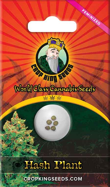 CROP KINGS Hash Plant Feminized seeds