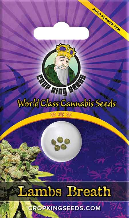 CROP KINGS Lambs Breath Autoflower seeds