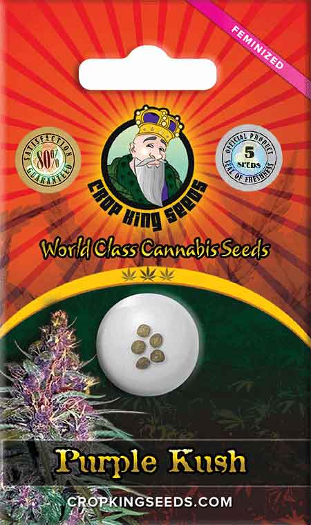 CROP KINGS Purple Kush Feminized seeds