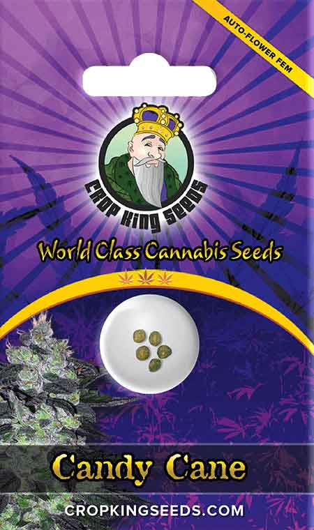 CROP KINGS Candy Cane Autoflower seeds
