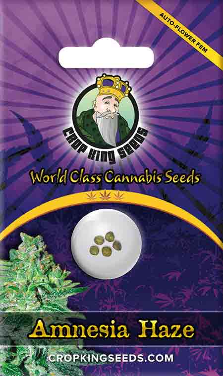 CROP KINGS Amnesia Haze Autoflower seeds